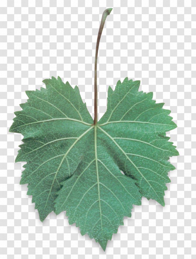 Palomino Muscat Wine Leaf Grape Leaves Transparent PNG