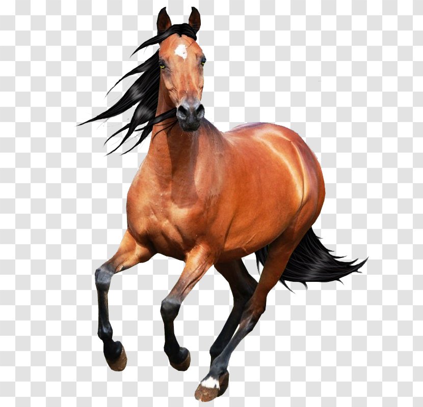 Horse Art Drawing Image Animation - Rein - Equine Transparent PNG