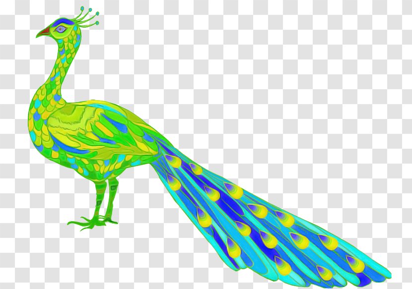 Feather - Beak - Tail Transparent PNG