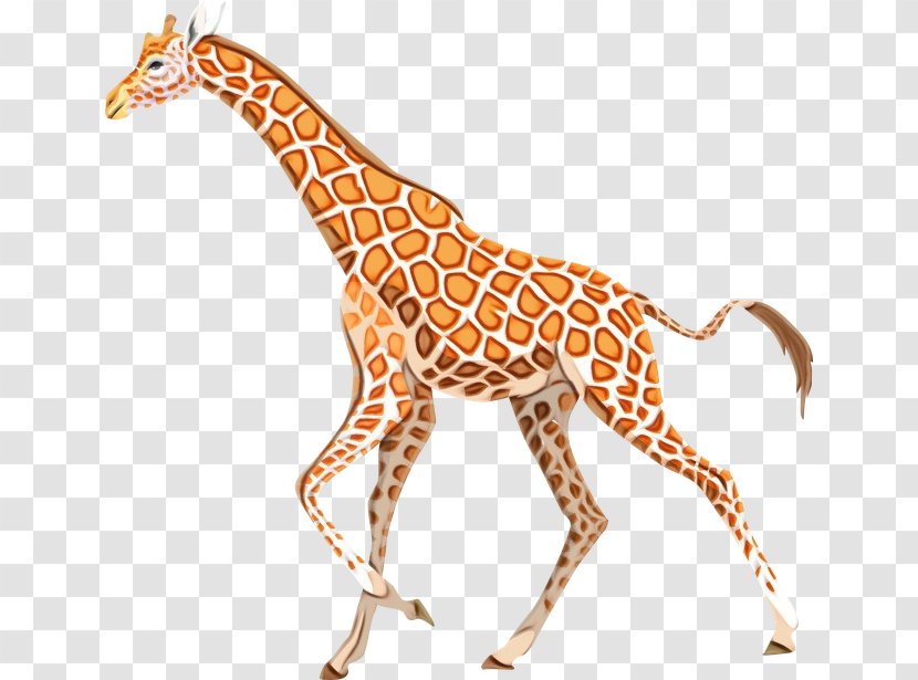 Giraffidae Giraffe Terrestrial Animal Figure Wildlife - Neck - Snout Transparent PNG