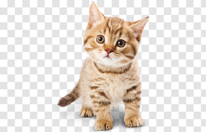 Cat Food Kitten Dog - American Wirehair - Adorable Transparent PNG