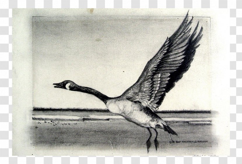 Bird Crane Goose Cygnini Duck - Ducks Geese And Swans Transparent PNG