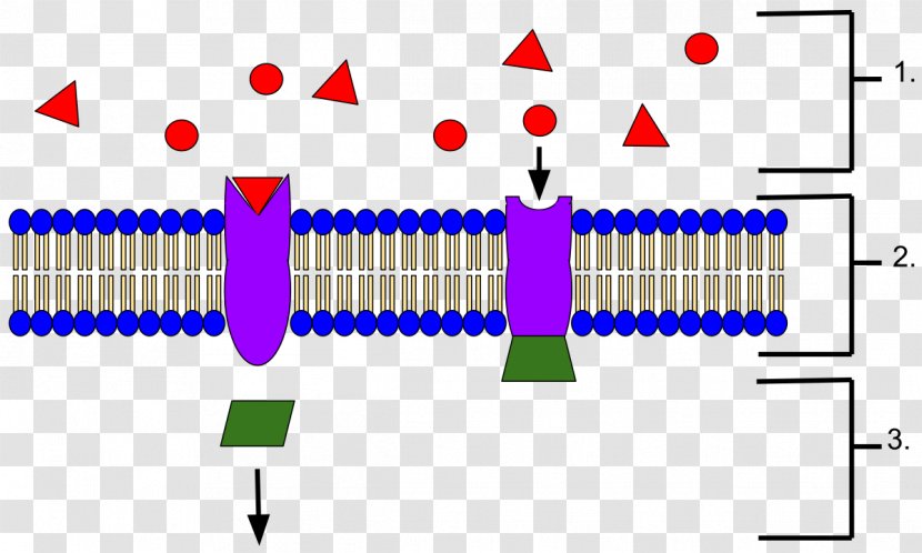 Receptor Protein Biochemistry Ramachandran Plot Signal Transduction - Ion Channel - Drug Transparent PNG