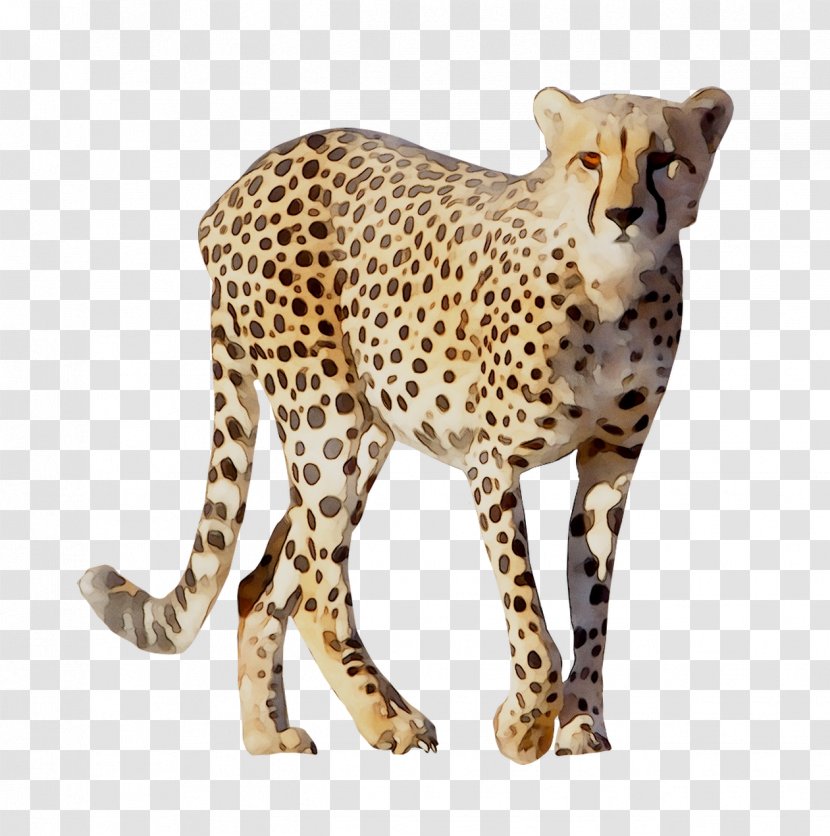 Cheetah Leopard Cat Animals Of Africa (Paperback Set 10) Terrestrial Animal - Paperback Transparent PNG