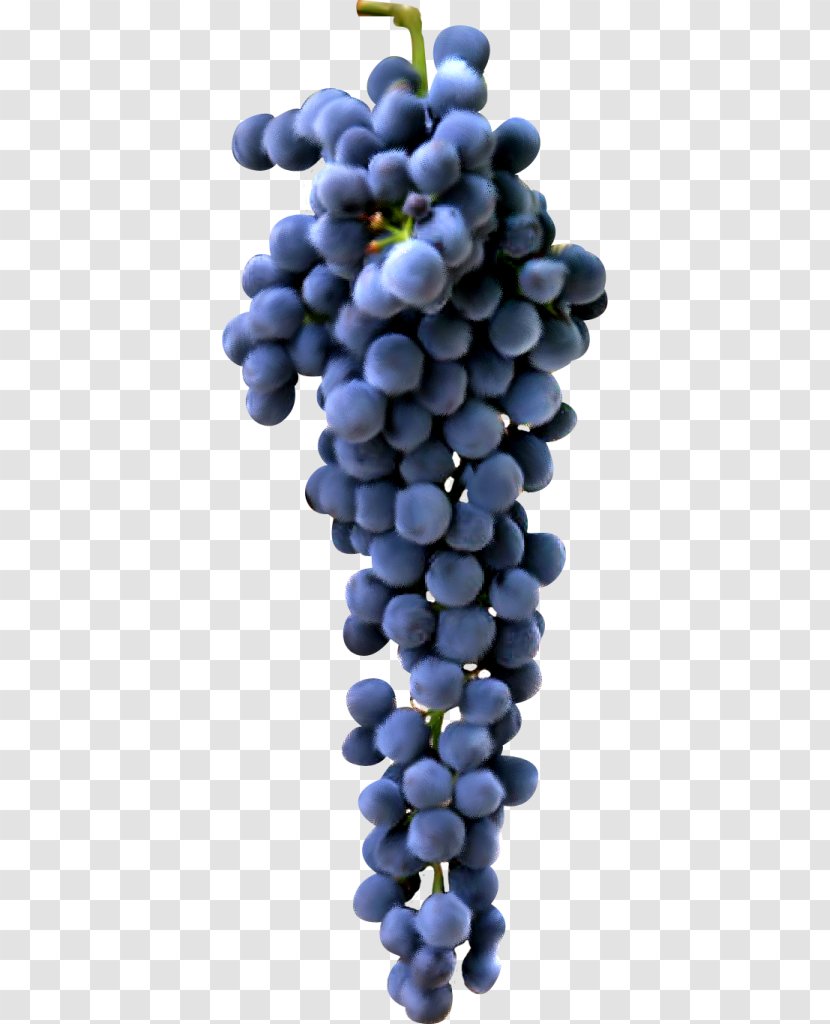 Red Wine White Cabernet Sauvignon Blanc Shiraz - Vector Grapes Transparent PNG