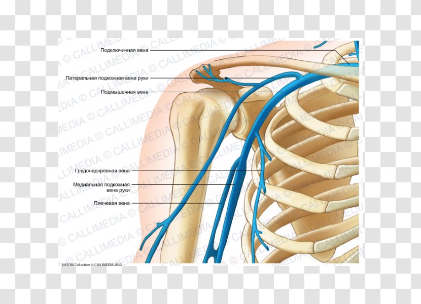 Thumb Vein Shoulder Human Anatomy - Cartoon - Arm Transparent PNG