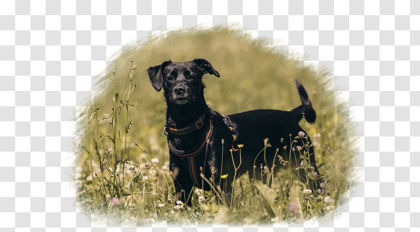Dog Breed Crossbreed Razas Nativas Vulnerables - Vulnerable Native Breeds - Jack Russell Mix Transparent PNG