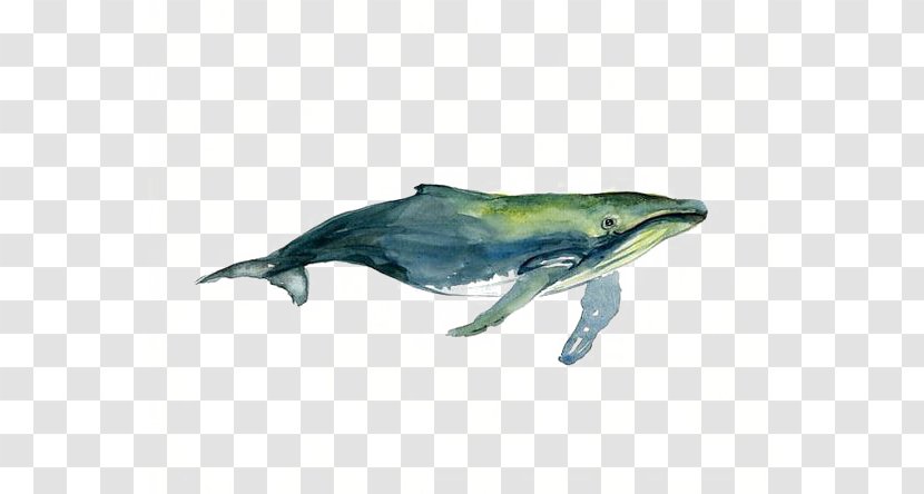 Tucuxi Humpback Whale Watercolor Painting Drawing - Ocean Transparent PNG