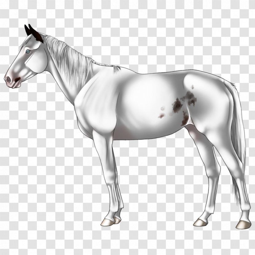 Mule Foal Stallion Halter Pony - Colt - Mustang Transparent PNG
