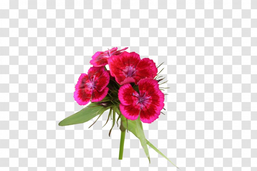 Cut Flowers Plant Carnation Floral Design - Pink - Tulip Transparent PNG