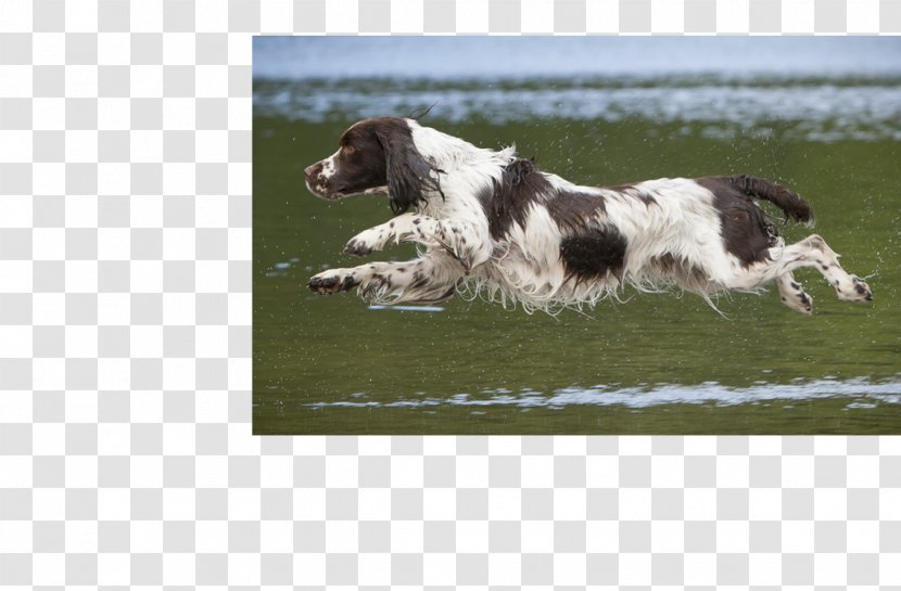 Drentse Patrijshond English Springer Spaniel Welsh French Small Münsterländer - Pointer - Stabyhoun Transparent PNG