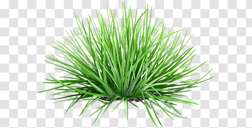 Vetiver Commodity Wheatgrass Sweet Grass Chrysopogon Transparent PNG
