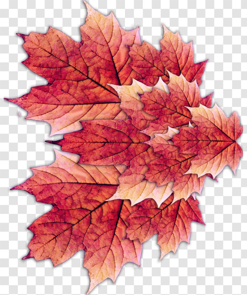 Maple Leaf - Tree Transparent PNG