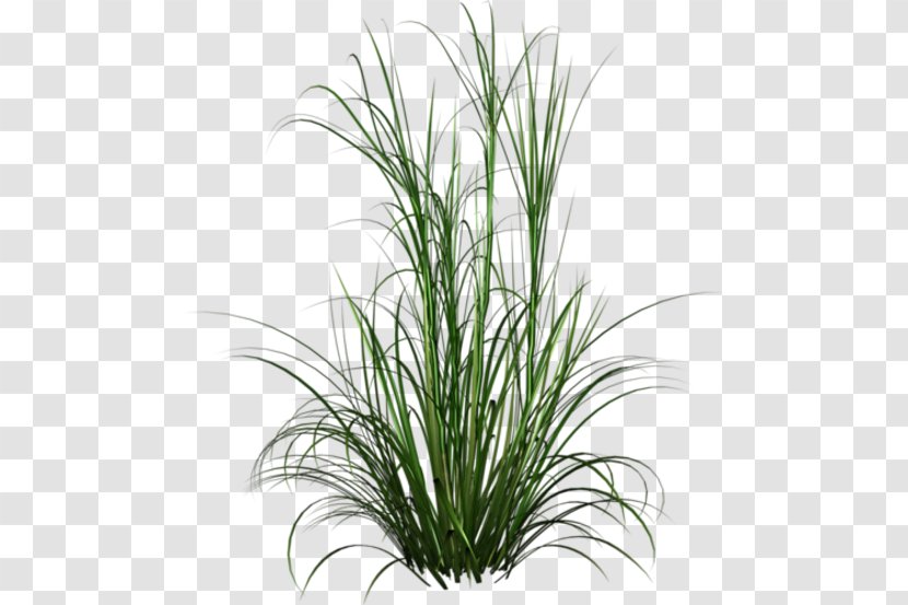 Ornamental Grass Plant Lawn Garden - Commodity Transparent PNG