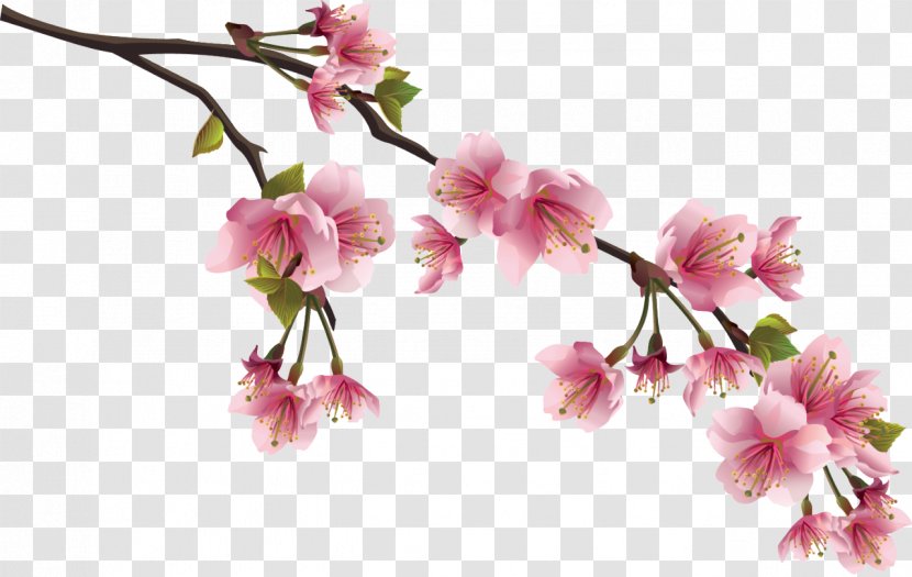 National Flower Of The Republic China Cherry Blossom Clip Art - Drawing - BLOSSOM Transparent PNG