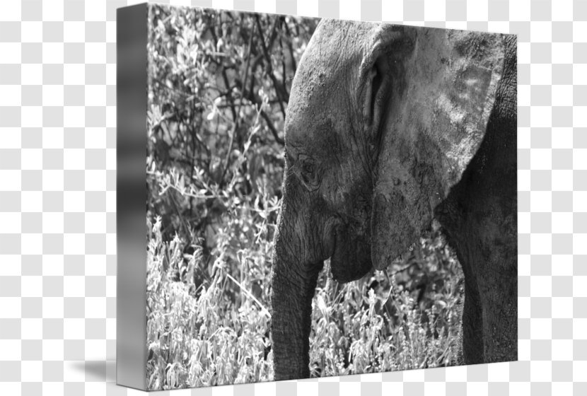 Indian Elephant African Wildlife Elephantidae Photography - India Transparent PNG