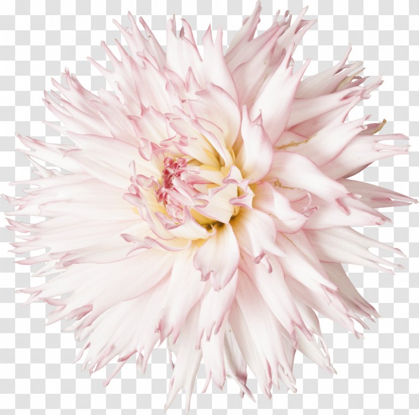Cut Flowers Dahlia Clip Art - Aster - Euclidean Flower Transparent PNG
