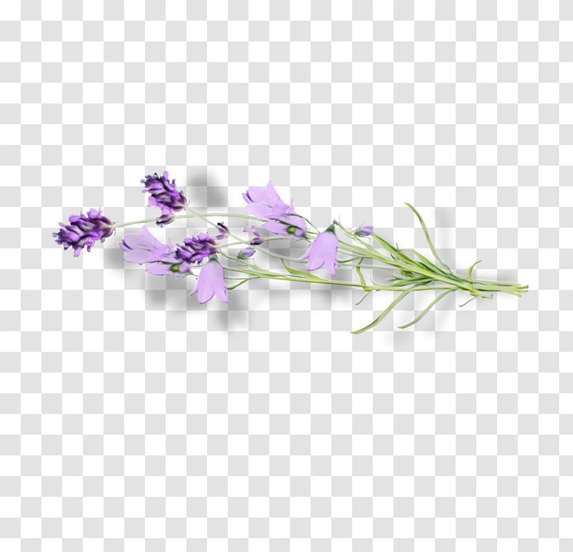 Lavender - Flowering Plant - Bellflower Dendrobium Transparent PNG