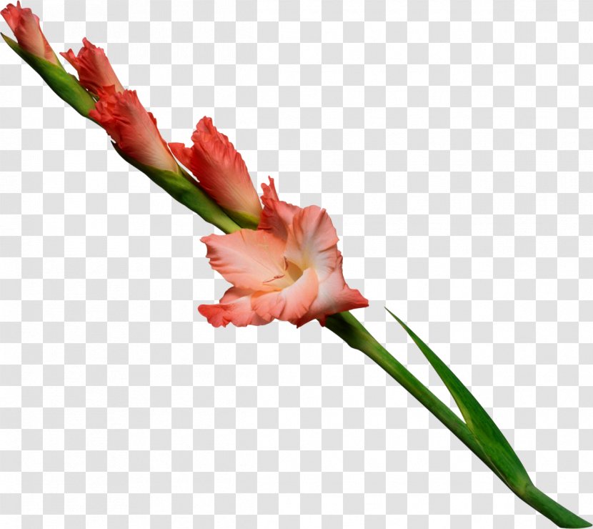 Artificial Flower Plant Stem Bouquet Wedding - Gladiolus Transparent PNG