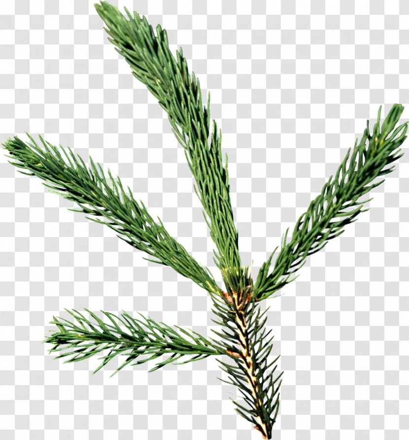 Spruce Conifers Pine Needle Fir Transparent PNG