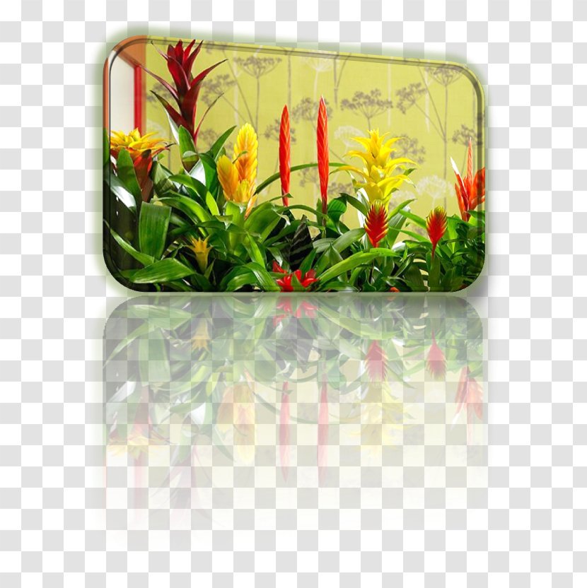 Flowerpot Flowering Plant Rectangle Bromelia - Yellow - Flower Transparent PNG