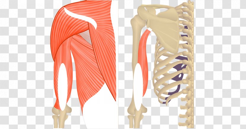 Triceps Brachii Muscle Teres Major Biceps Anatomy - Outerwear - The Upper Arm Transparent PNG