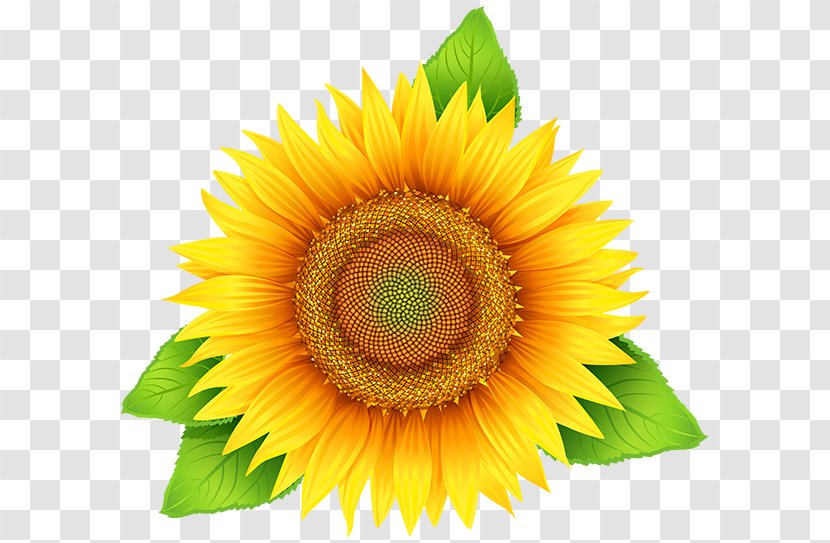 Common Sunflower Seed Clip Art - Stock Photography - Flowering Plant Transparent PNG