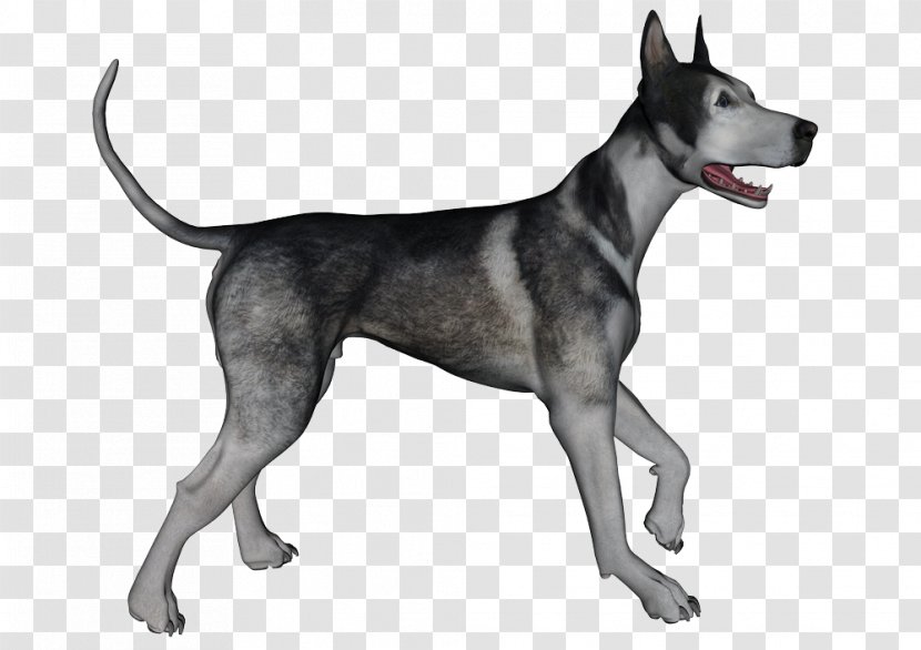 Great Dane Dog Breed Canidae Snout Mammal - Dogs Transparent PNG