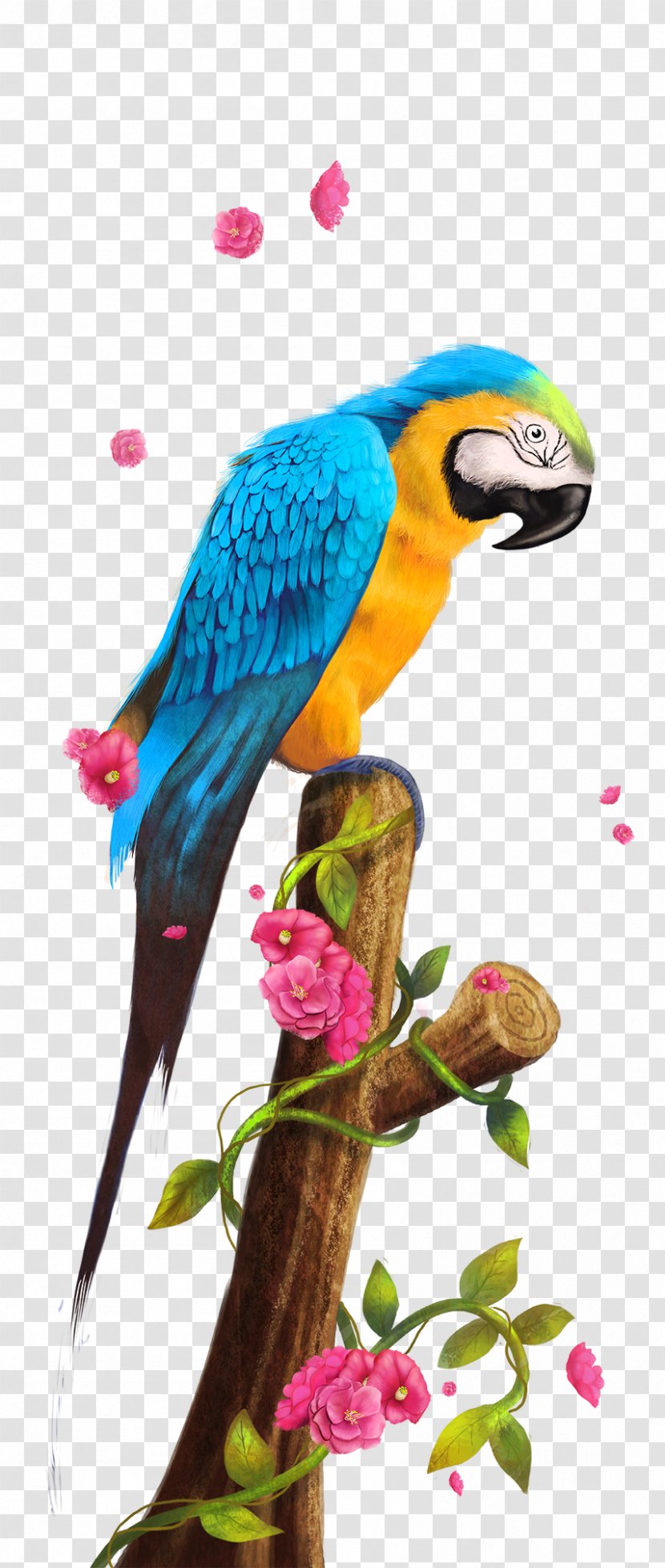 Parrot Bird Paper - Lorikeet Transparent PNG