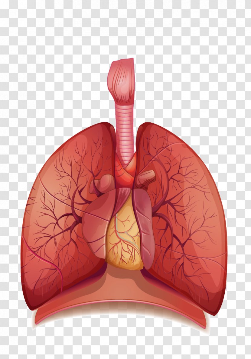 The Human Respiratory System Breathing Respiration Body - Cartoon - Lungs Transparent Images Transparent PNG