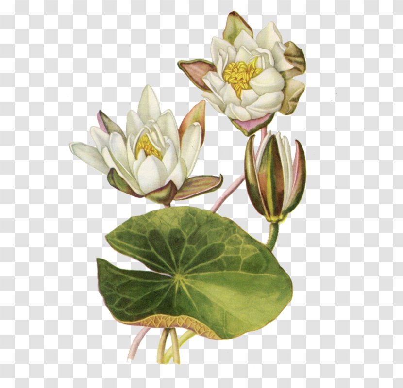 Botanical Illustration Botany Water Lilies Flower Nelumbo Nucifera Transparent PNG