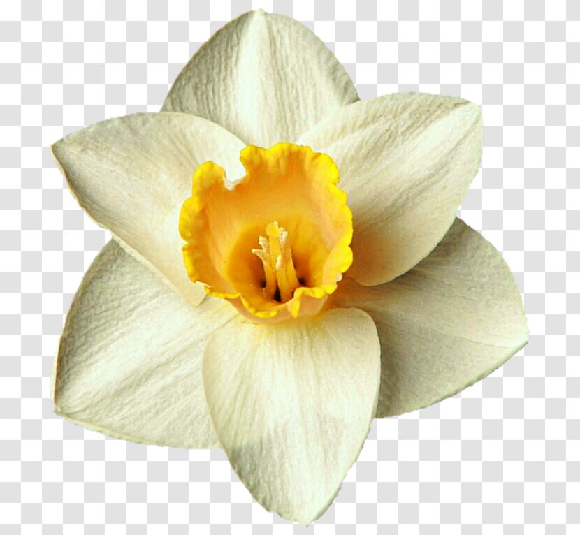 DeviantArt Daffodil Narcissus Clip Art Transparent PNG