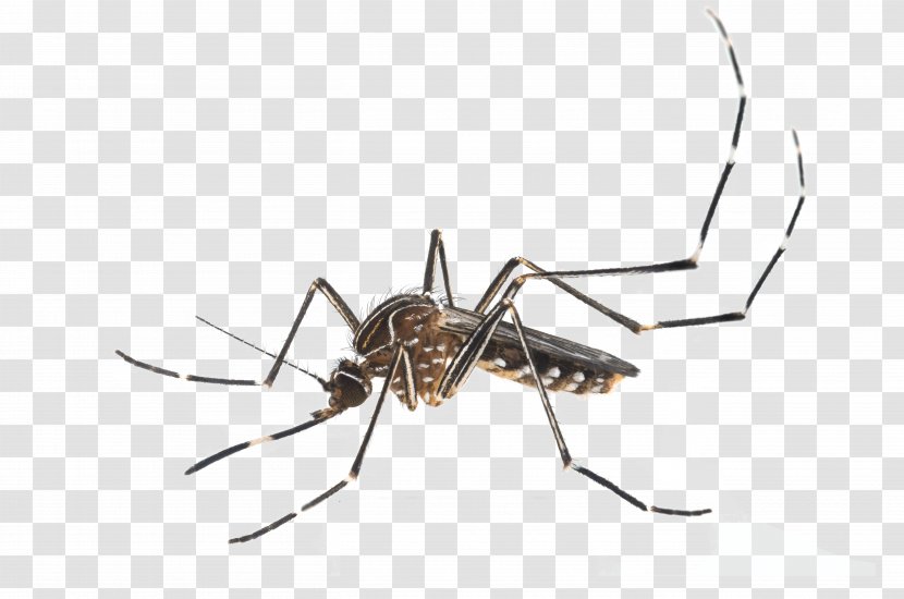 Insect Yellow Fever Mosquito Aedes Albopictus Control Pest Transparent PNG
