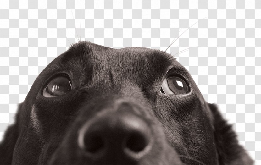 Service Dog Pet Sitting Animal Veterinarian - Borador - Care Transparent PNG