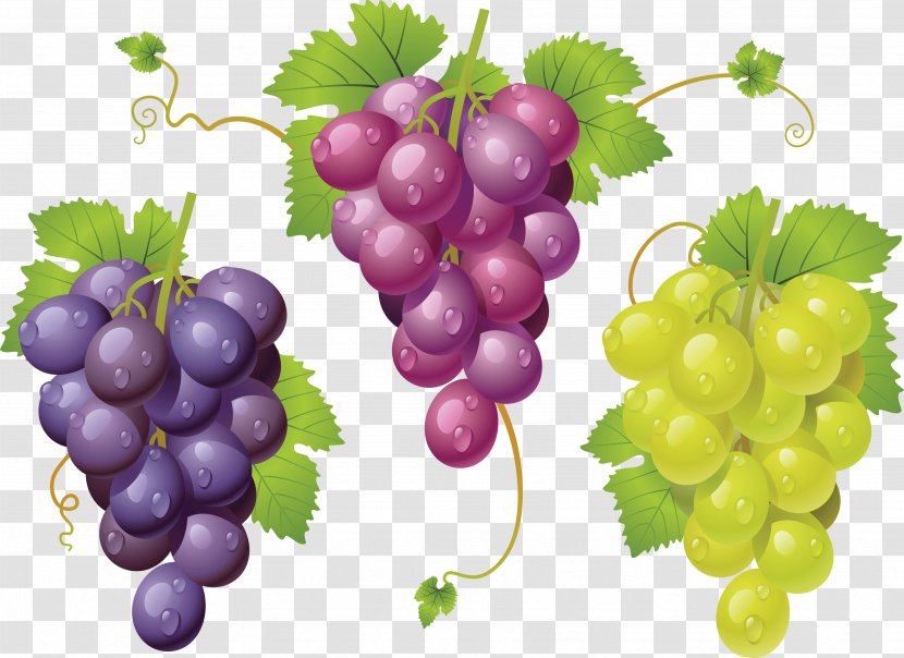 The Grape Cure Clip Art - Therapy - Image Transparent PNG
