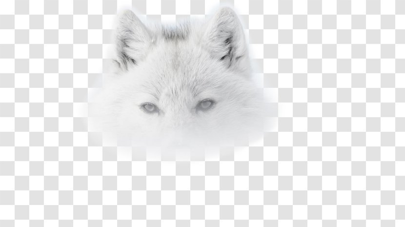 Red Fox Dog Arctic Wolf Snowy Owl Photo-Forum - Jeongyeon Transparent PNG