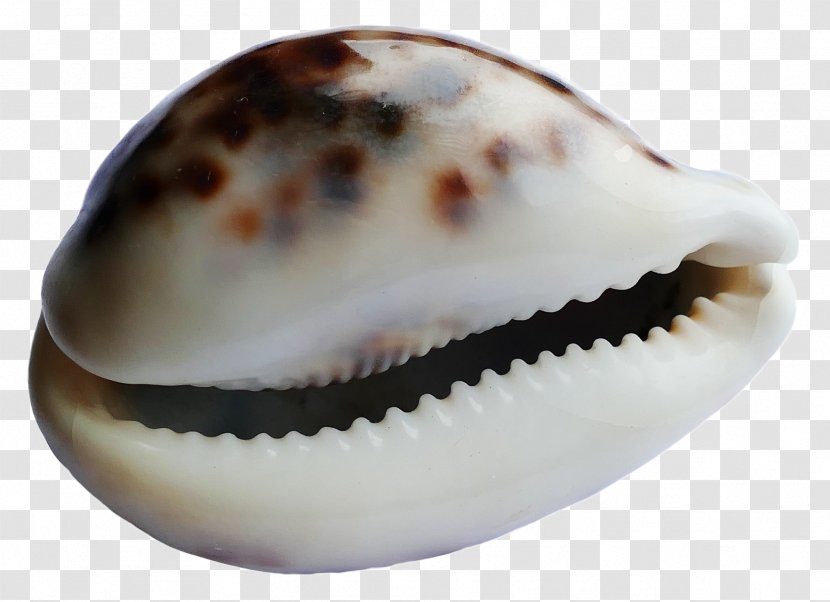 Seashell Restaurant #6 Trust Snail - Conch Transparent PNG
