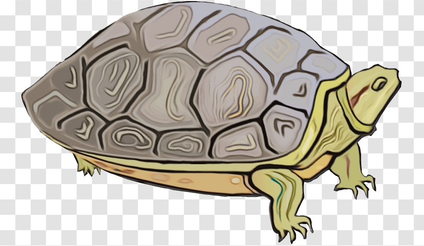 Box Turtles Snapping Tortoise M - Painted Turtle - Gopher Transparent PNG