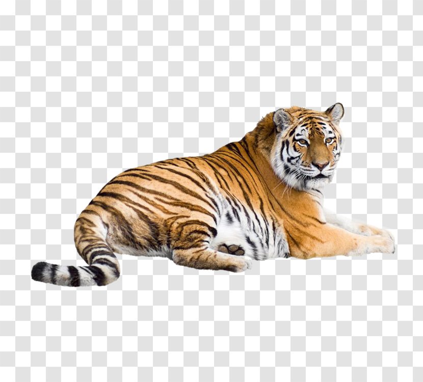 Siberian Tiger White Bengal Cat Wallpaper Transparent PNG