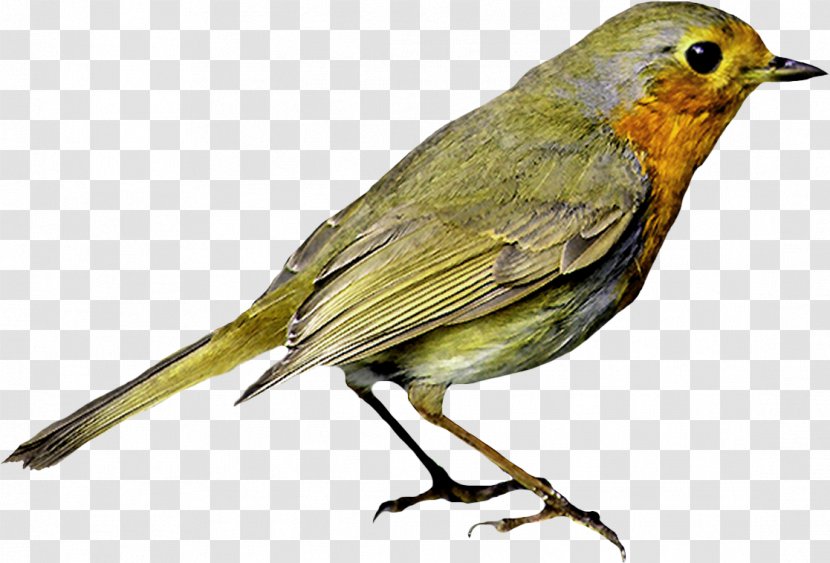 European Robin Bird Image Download - Animal Transparent PNG