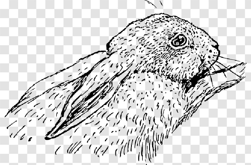 Hare Domestic Rabbit Holland Lop Clip Art - Bird Transparent PNG
