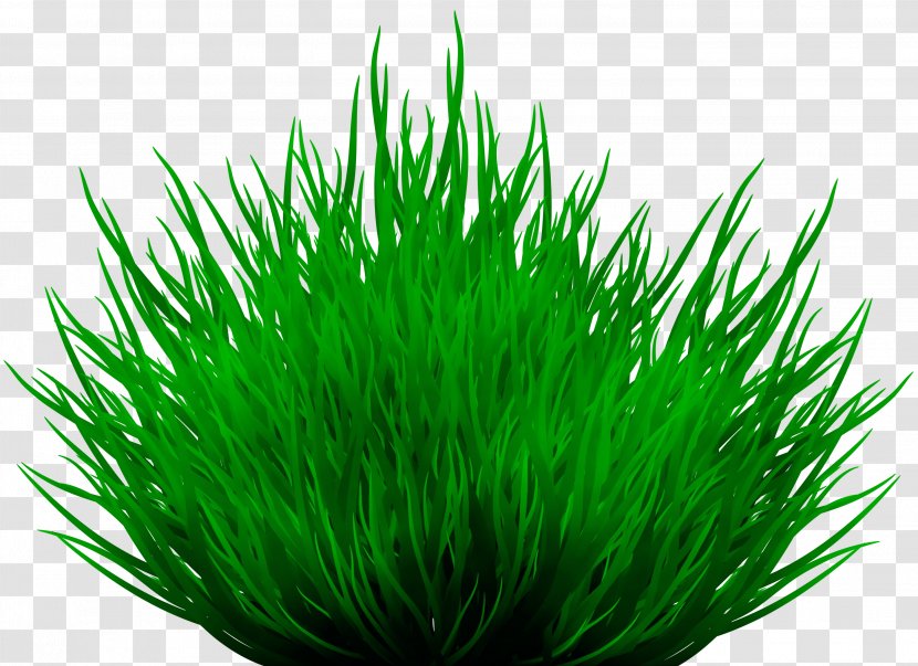 Green Grass Background - Starfish - Wheatgrass Family Transparent PNG