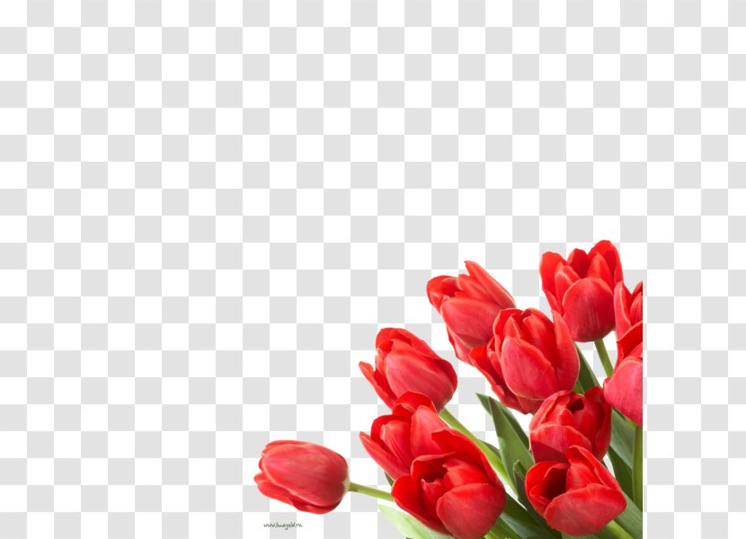 Flower Tulip Desktop Wallpaper Floristry - Plant Transparent PNG