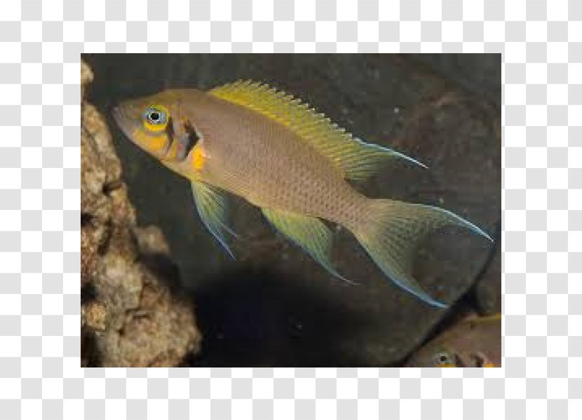 Lake Tanganyika Bony Fishes Neolamprologus Pulcher Fairy Cichlid - Fin - Fish Transparent PNG