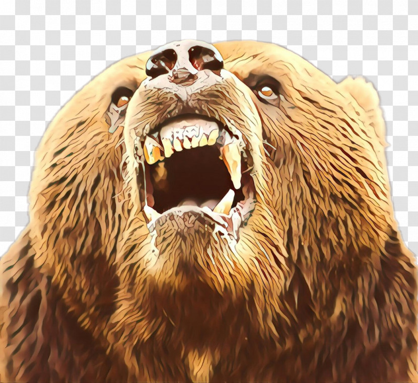Brown Bear Grizzly Bear Facial Expression Kodiak Bear Roar Transparent PNG