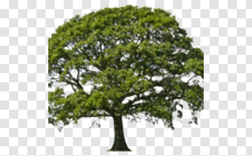 Bell Franklin Gateway Apartments Tree Oak Wood Nursery - Arborist Transparent PNG