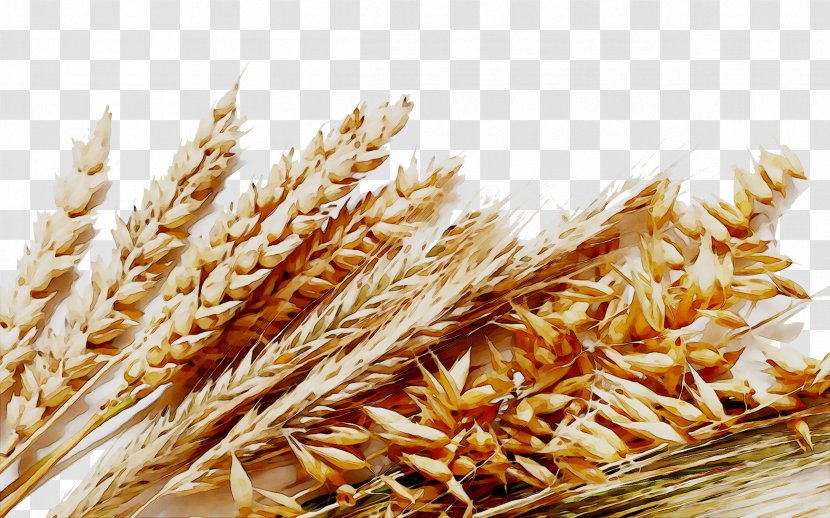Whole-wheat Flour Cereal Cornmeal - Grain - Farro Transparent PNG