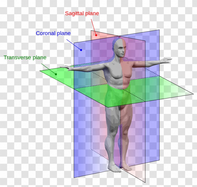 Anatomical Plane Anatomy Human Body Sagittal Transverse Transparent PNG