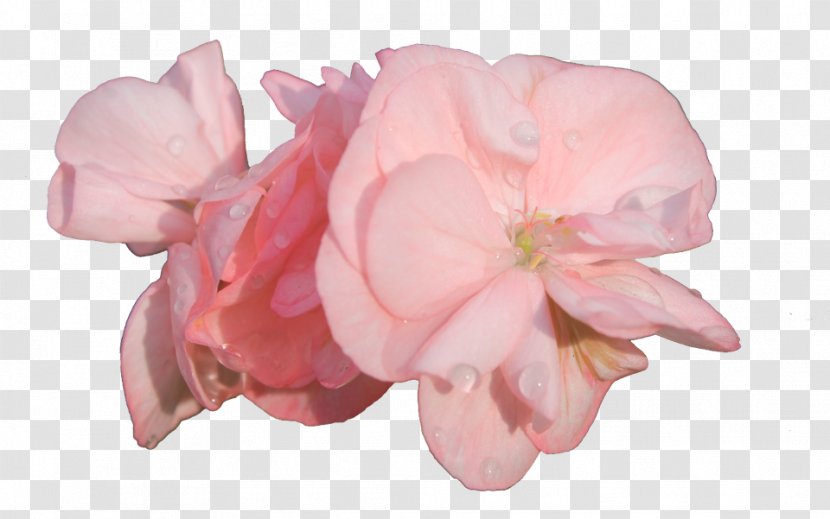 Garden Roses Cut Flowers Pink - Rose Transparent PNG