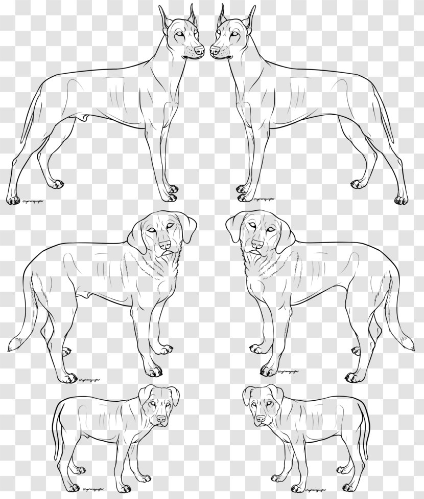 Dog Breed Art Dobermann Painting Sketch Transparent PNG